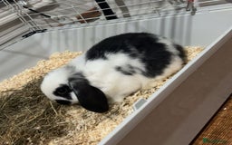 Mini Lop rabbits for sale: Male Mini Lop - 6 months old  - Image 2