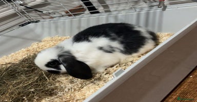 Mini Lop rabbits - Advert 10