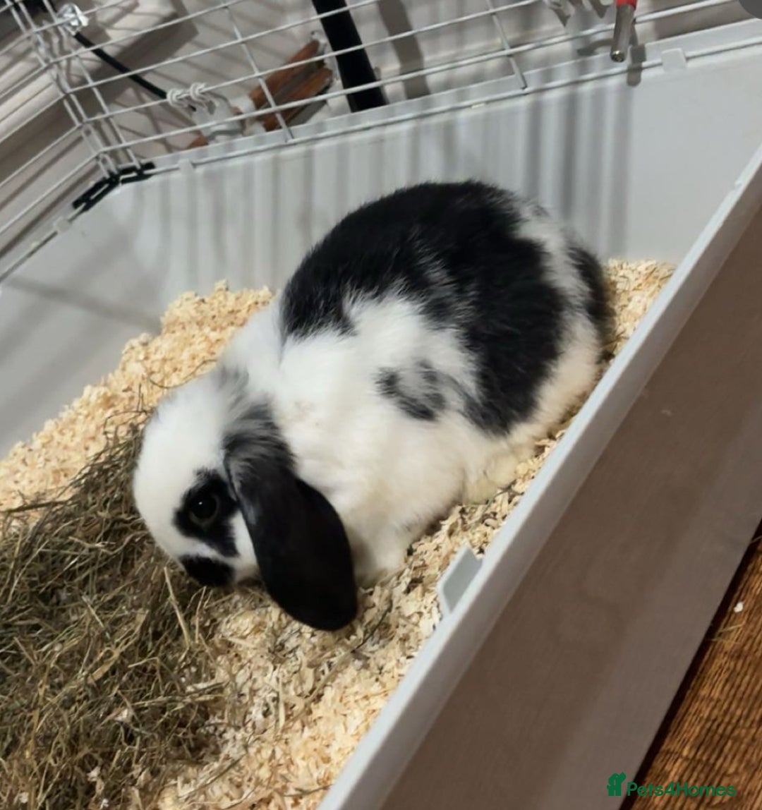 Mini Lop rabbits for sale: Male Mini Lop - 6 months old  - Image 2
