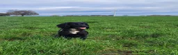 Cocker Spaniel dogs for sale: Adorable litter of cocker spaniels in Manchester - Advert 1