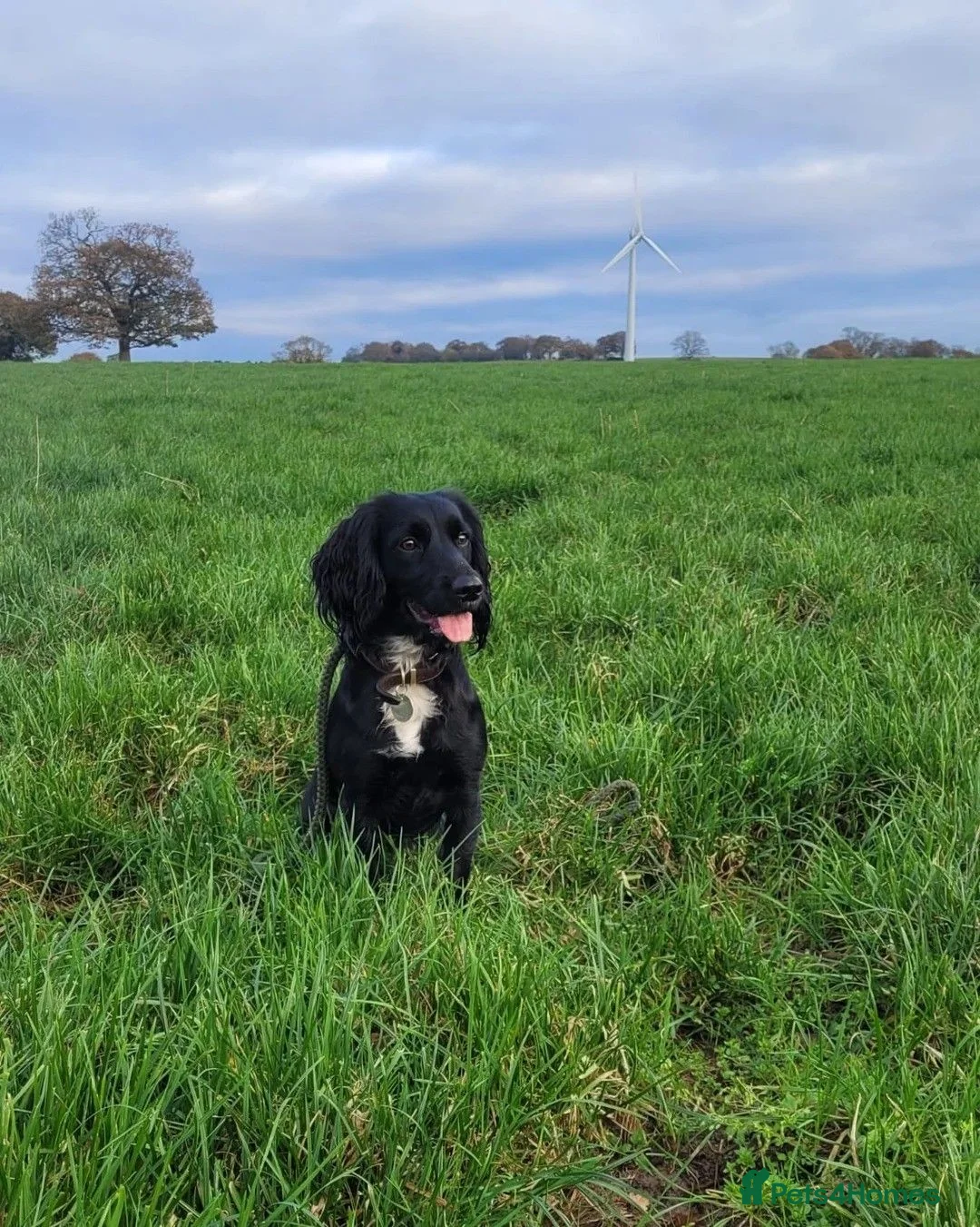 Cocker Spaniel dogs for sale: Adorable litter of cocker spaniels in Manchester - Advert 1