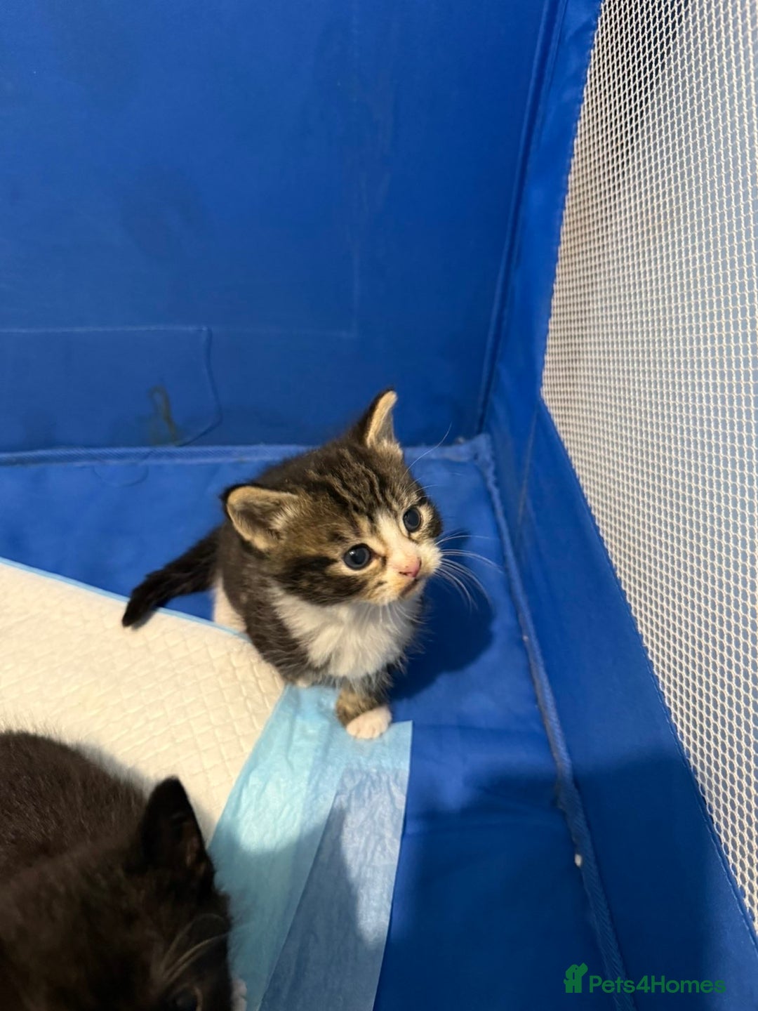 Mixed Breed cats for sale: Male and Female Kittens - Advert 6