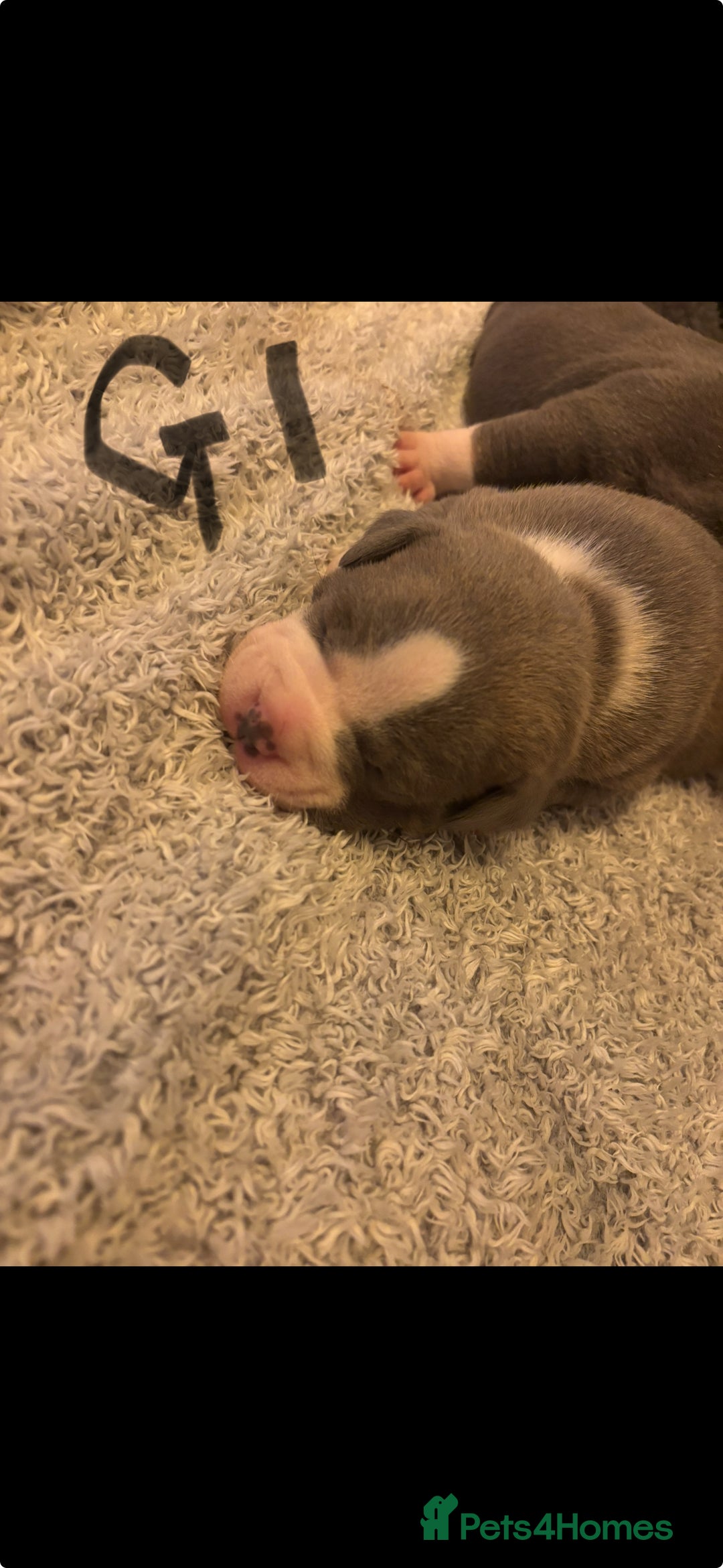 Mixed Breed dogs for sale: 4 American bulldog/staffy pups  - Advert 6