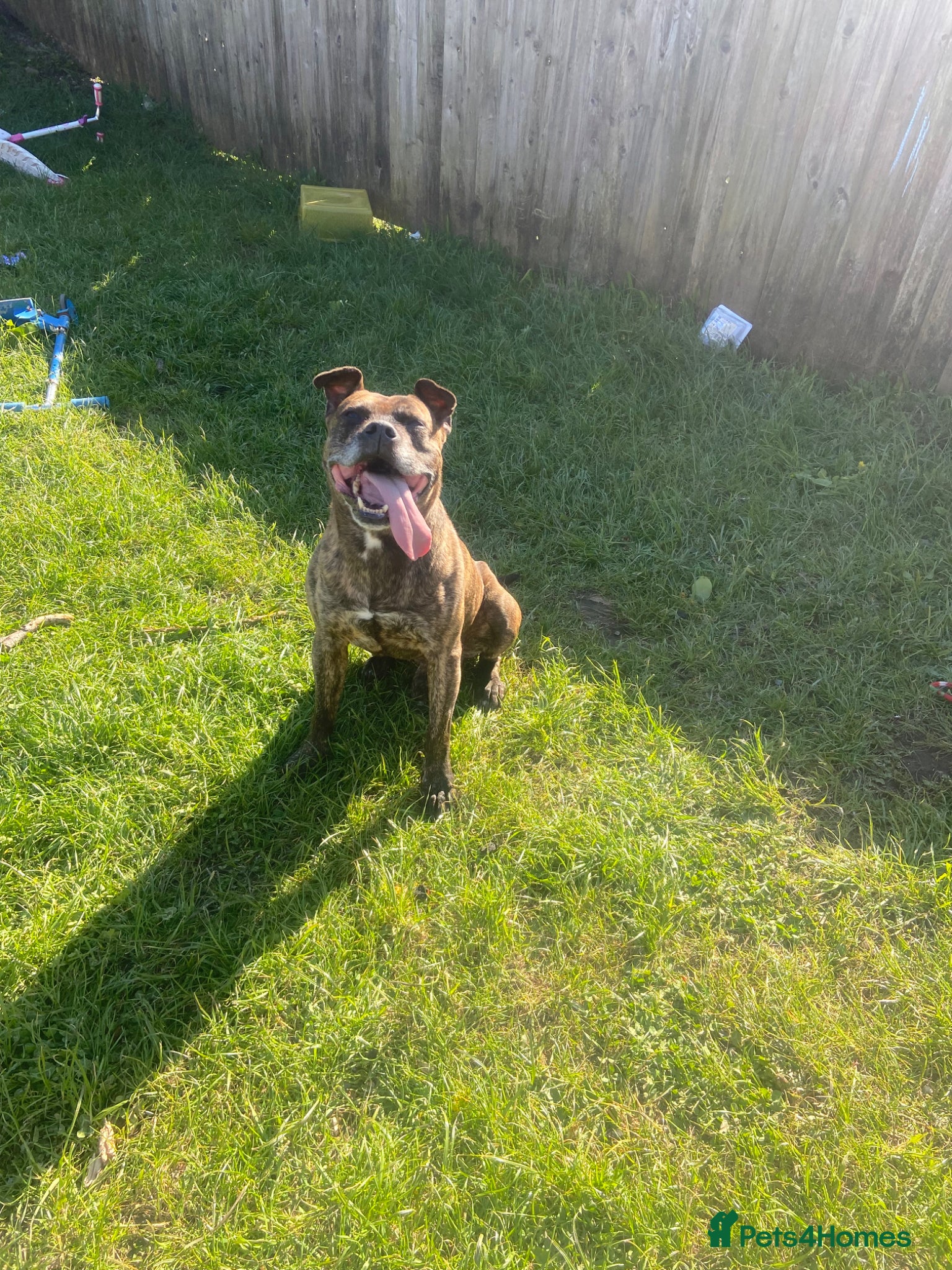 Staffordshire Bull Terrier dogs for sale: Staffordshire bull terrie in Swansea - Advert 1