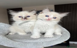 Ragdoll cats for sale: Registered Ragdoll kitttens for sale - Image 20