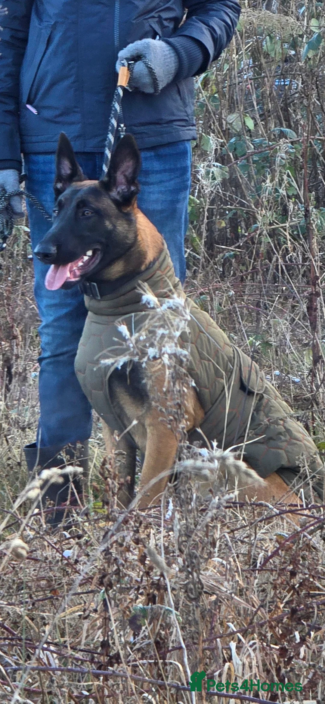 Belgian Shepherd Dog dogs for sale: 8 months old male Belgian Malinois  - Advert 3