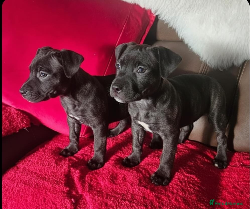 Staffordshire Bull Terrier dogs Staff puppies  - Advert 1