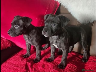 Staffordshire Bull Terrier dogs Staff puppies - Advert 11