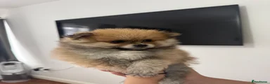Pomeranian 1