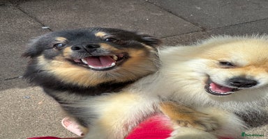 Pomeranian dogs - Advert 5