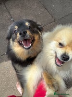 Pomeranian dogs - Advert 15