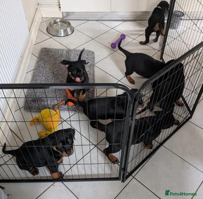 Rottweiler dogs Territory-Smart Tails & Watchful Souls-Rottweilers - Advert 1