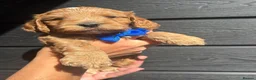 Cockapoo dogs for sale: Cockerpoos - Advert 13