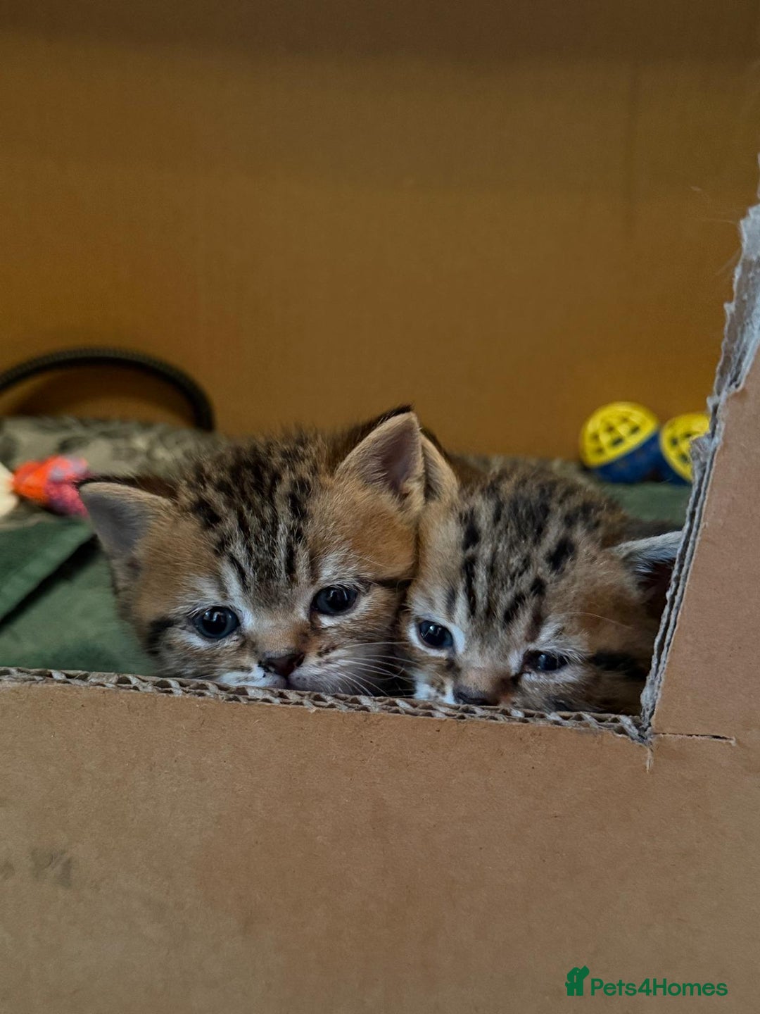 British Shorthair cats for sale: British shorthair kittens - Advert 7