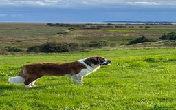 Saint Bernard dogs for sale: Female rough coated Saint Bernard  - Image 11