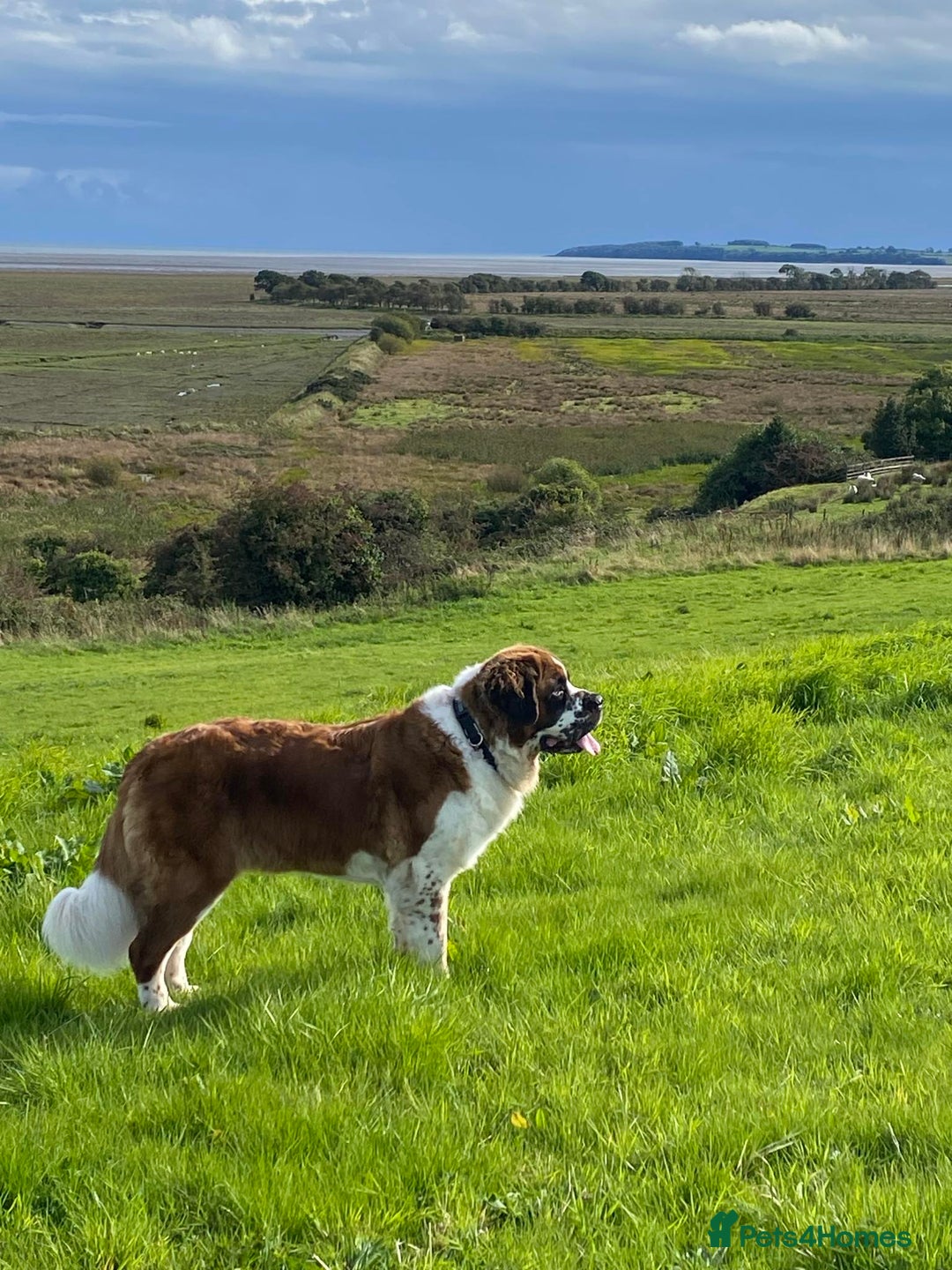 Saint Bernard dogs for sale: Female rough coated Saint Bernard  - Image 11