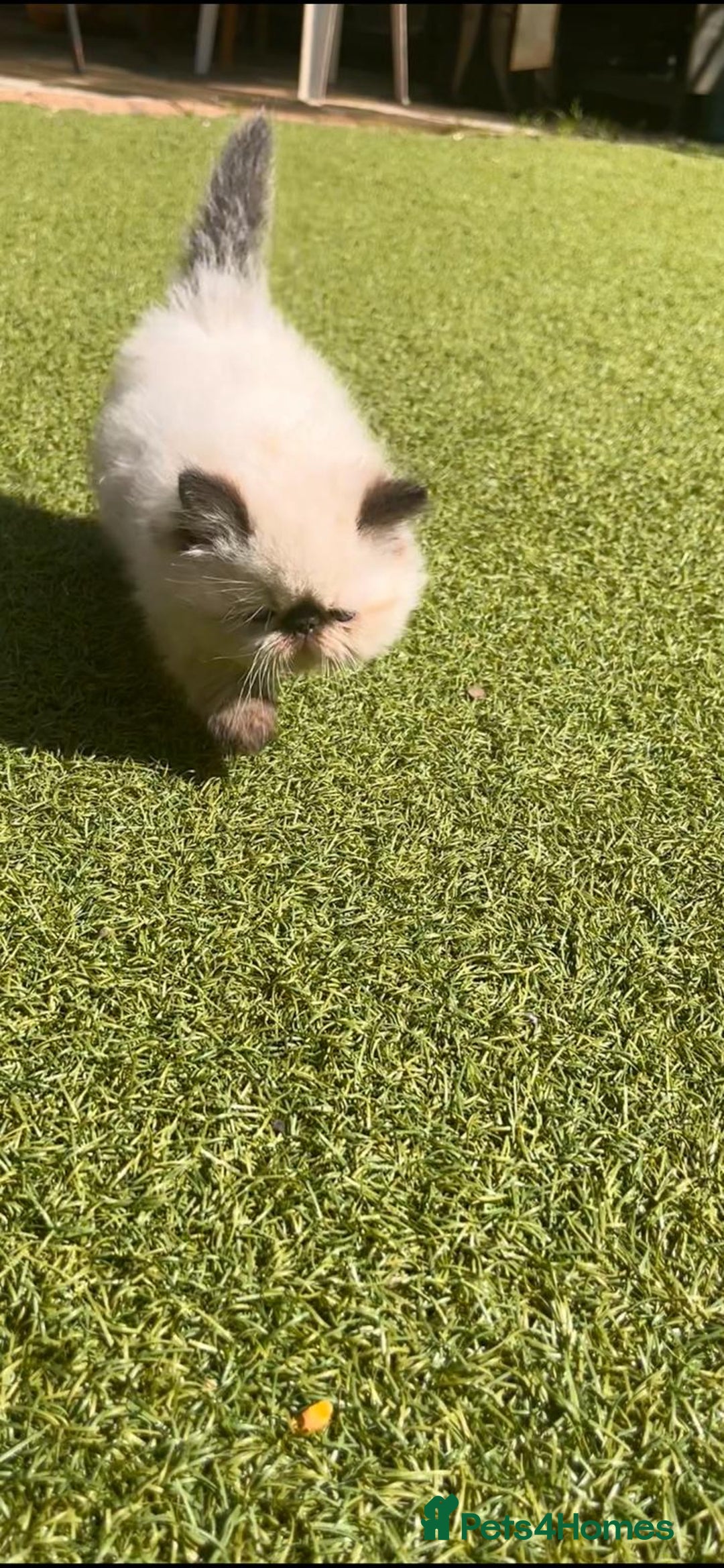 Persian cats for sale: Himalayan Persian kittens - Image 13