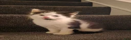 Mixed Breed cats for sale: Two gorgeous angels need a forever home  in Witney - Advert 26
