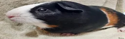Guinea Pig rodents for sale: 2 Female Guinea Pigs For Sale - Advert 7