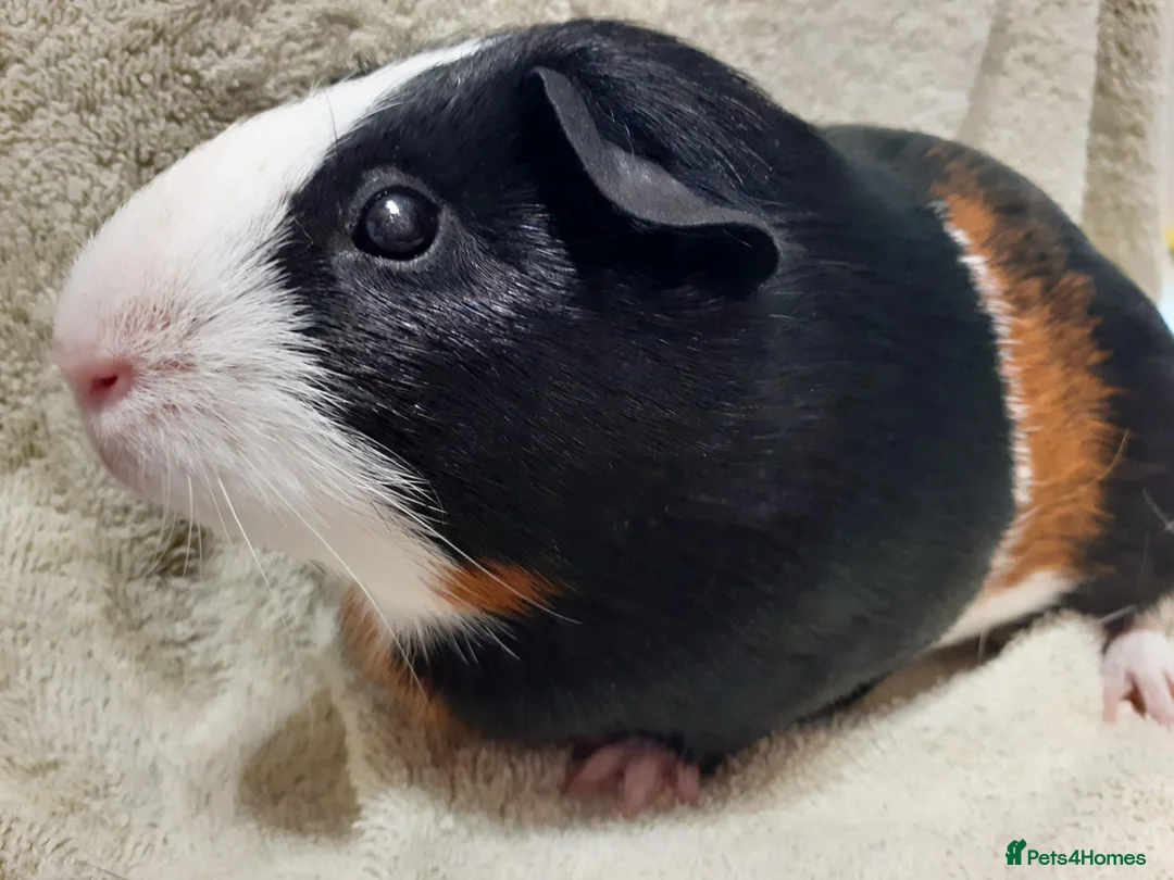 Guinea Pig rodents for sale: 2 Female Guinea Pigs For Sale - Advert 7