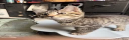 Mixed Breed cats for sale: 2 very playful kittens  - Advert 4