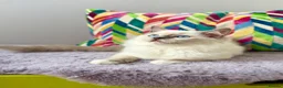 Ragdoll cats for sale: TICA registered ragdoll kittens - Advert 6