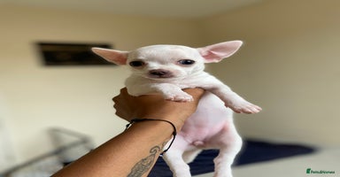 Chihuahua dogs - Advert 2