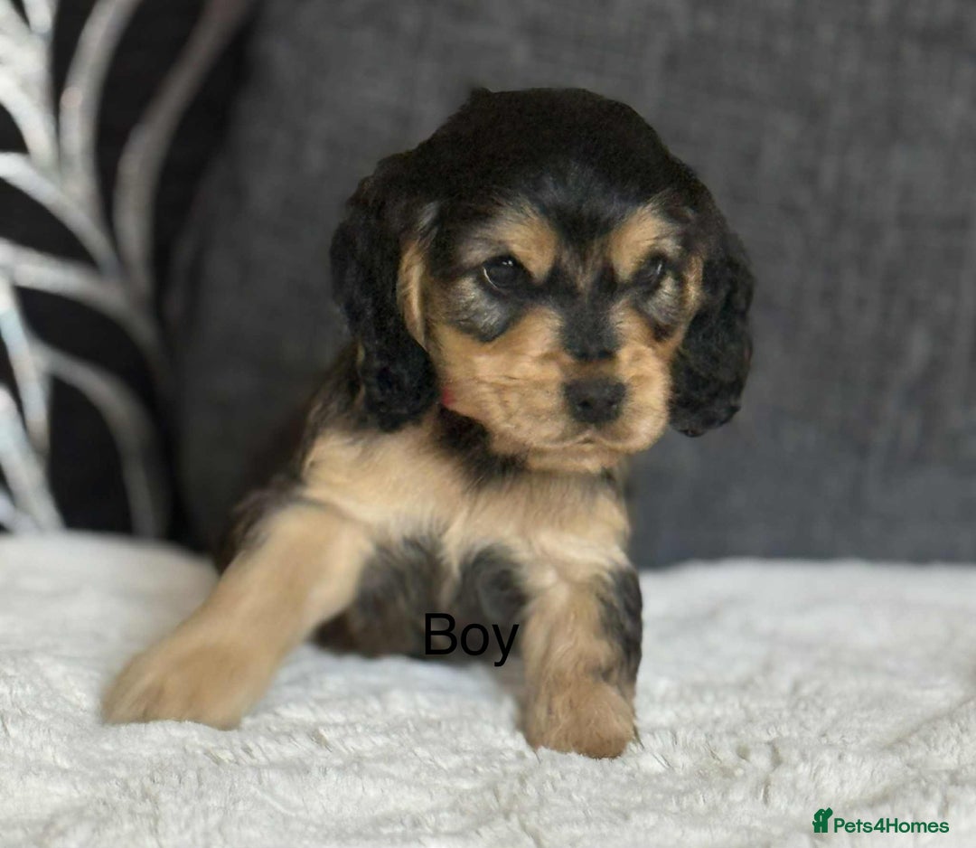 Cocker Spaniel dogs for sale: Kc registered cocker spaniels poops for sale - Image 7