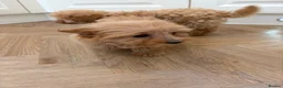 Pomapoo dogs for sale: Pomapoo puppies  - Advert 6