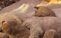 Maltipoo dogs for sale: Quality At it's Finest. From Ch Parents Multipoo - Image 11