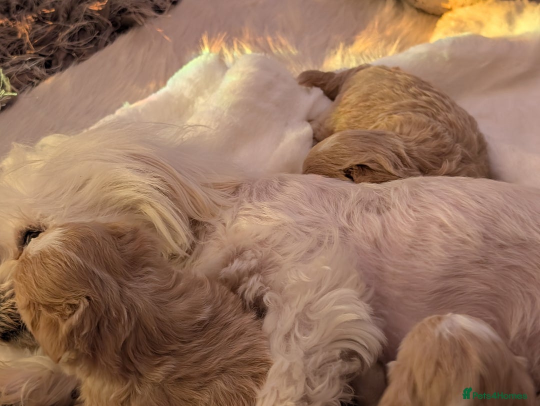 Maltipoo dogs for sale: Quality At it's Finest. From Ch Parents Multipoo - Image 11