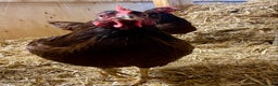 Chickens poultry for sale: Rhode Island Red - Advert 1