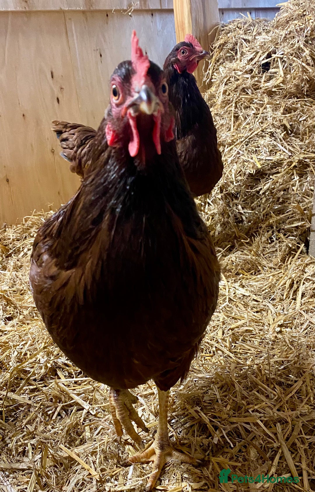 Chickens poultry for sale: Rhode Island Red - Advert 1