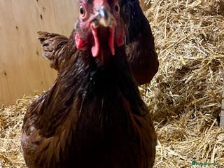 Chickens poultry Rhode Island Red - Advert 1