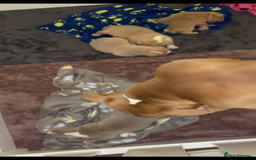 American Bully dogs for sale: Extraordinary Pocket Bully pups - Advert 6