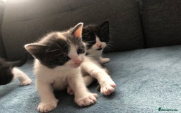 Mixed Breed cats for sale: 5 kittens for sale - Advert 36