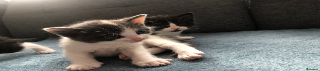 Mixed Breed Kitten 4