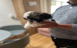 Maltese dogs for sale: Maltes - Image 7