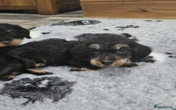 Dachshund dogs for sale: Kc wirehaired daschund puppies  - Image 16