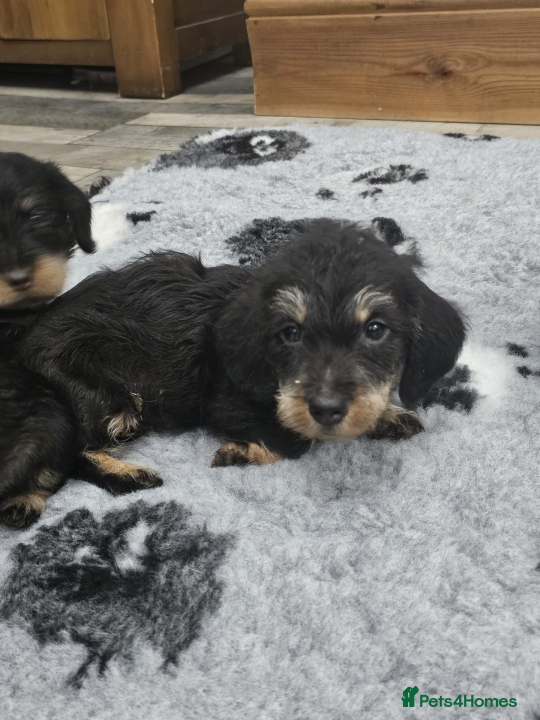 Dachshund dogs for sale: Kc wirehaired daschund puppies  - Image 16