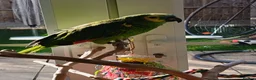Parrots birds for sale: Blue fronted Amazon 8months - Advert 5