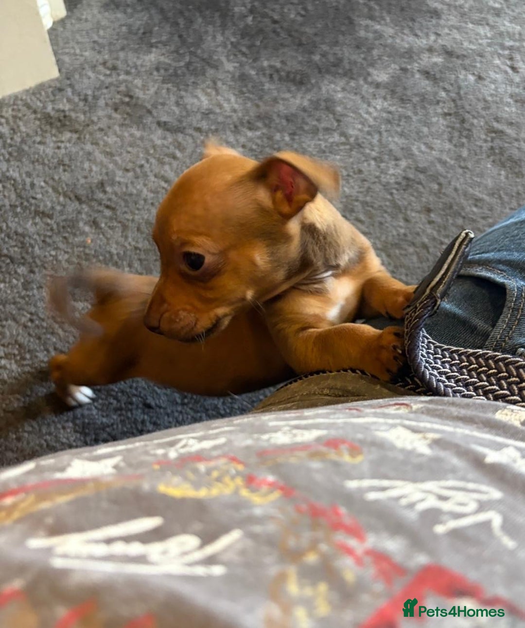 Jack Russell dogs for sale: Beautiful miniature jack russell puppies  - Image 38