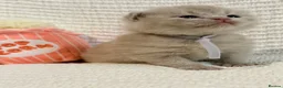 British Shorthair cats for sale: 100% Pure Pedigree XL CHunky CHAMPION reg. KITTENS - Advert 14