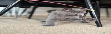 British Shorthair 1