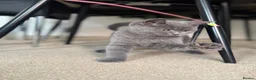 British Shorthair cats for sale: Beautiful bicolor female and male kitten  - Advert 17