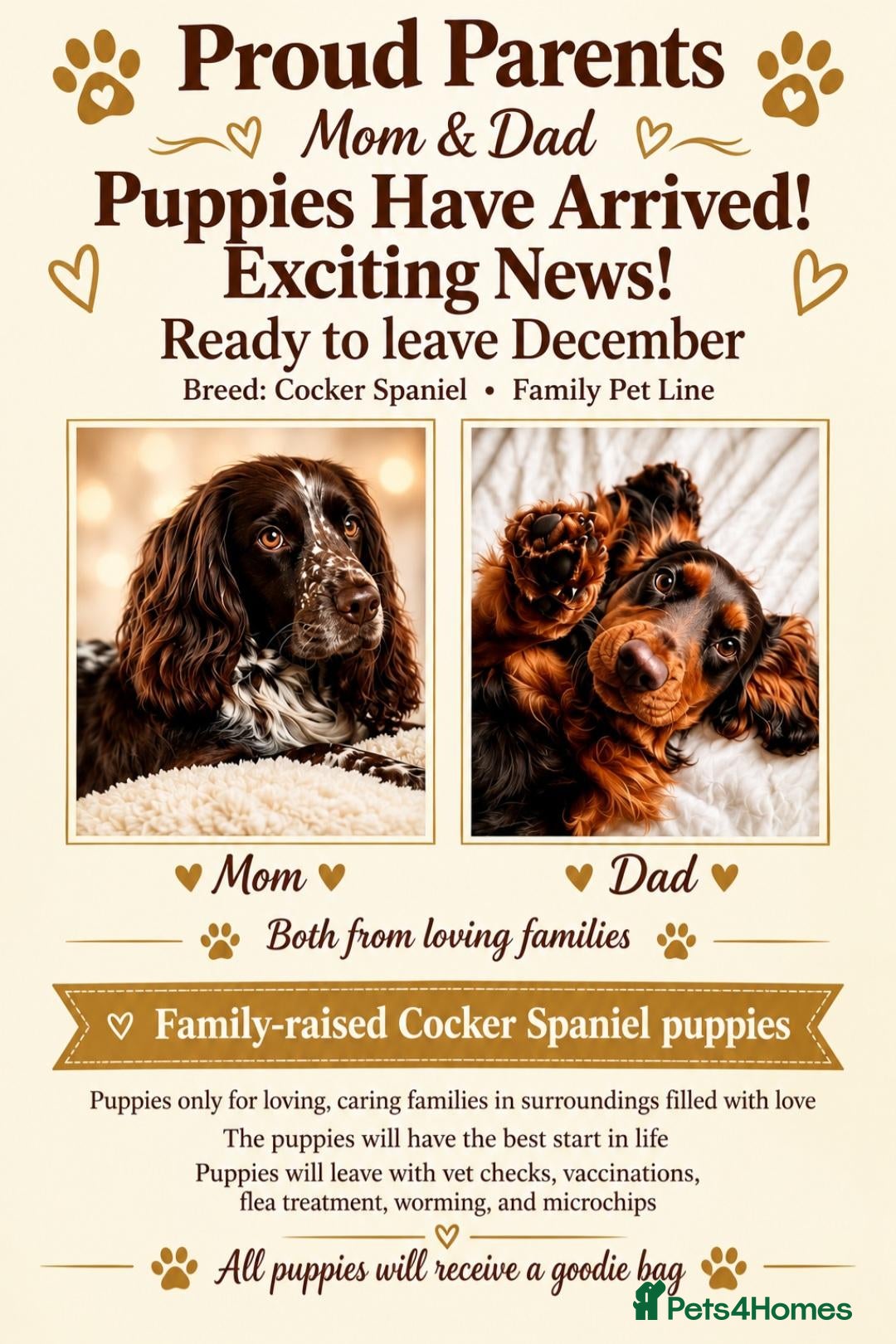 Cocker Spaniel dogs Cocker spaniel puppies - Advert 1