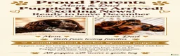 Cocker Spaniel dogs for sale: Cocker spaniel puppies - Advert 1