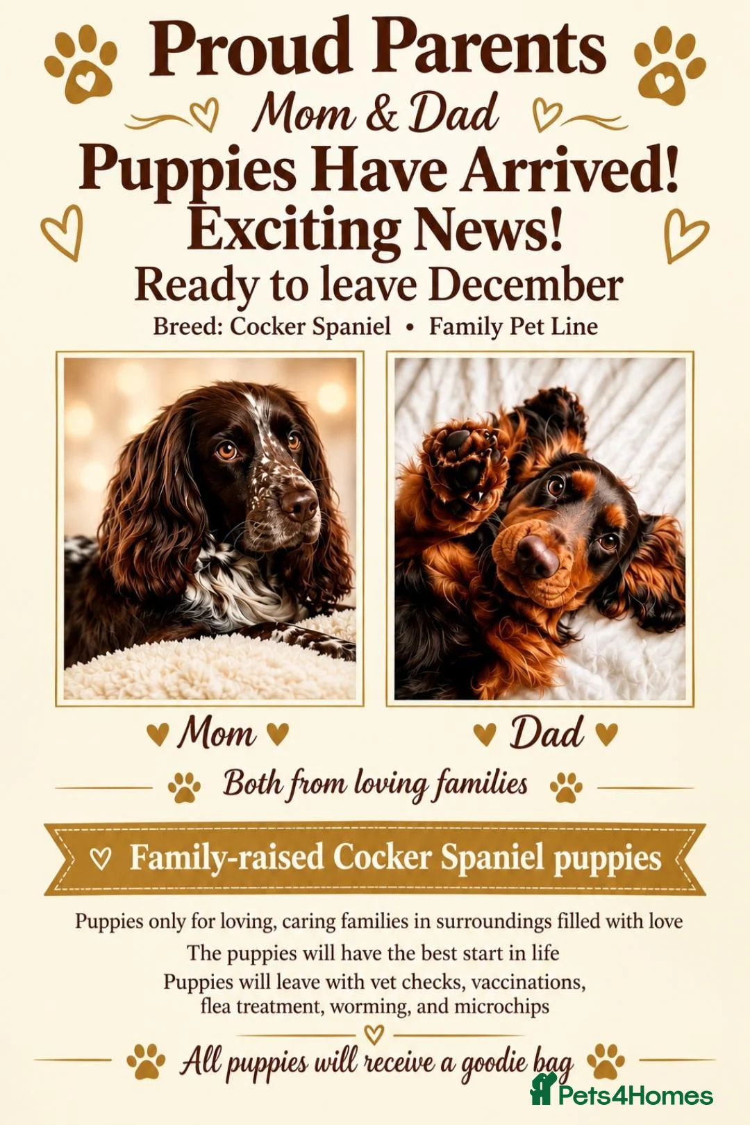 Cocker Spaniel dogs for sale: Cocker spaniel puppies - Advert 1