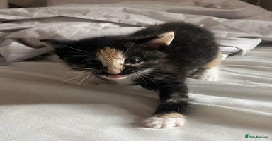 European cats - Advert 1
