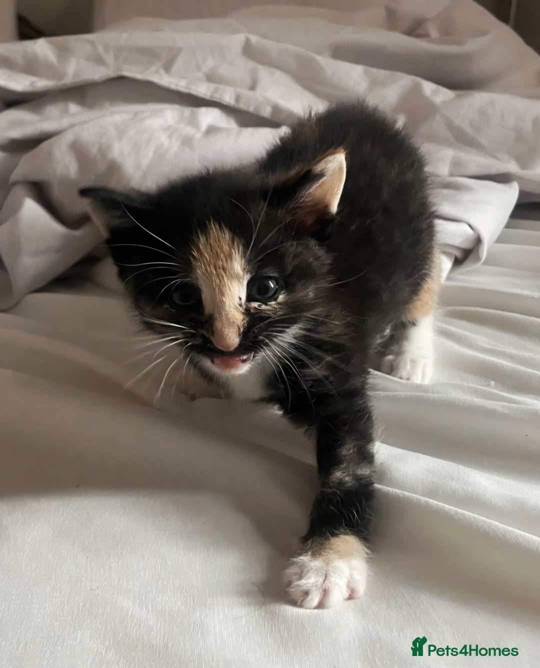 European cats for sale: Adorable Ginger Kittens Looking for Loving Homes - Image 2